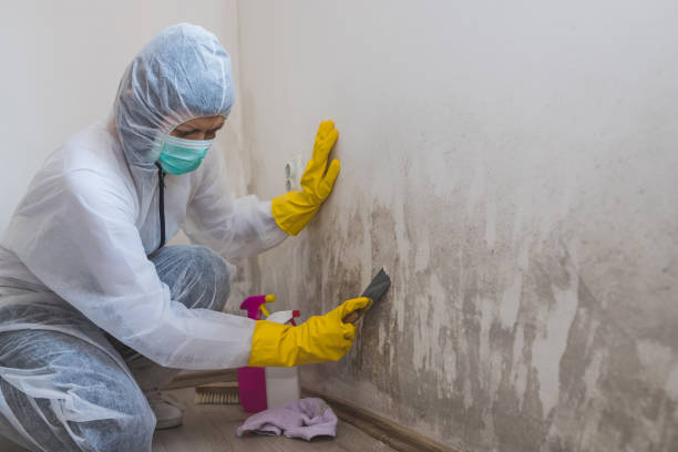 Best Asbestos and Lead Testing During Mold Inspection  in Redwood Falls, MN