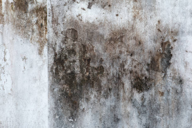 Best Black Mold Removal  in Redwood Falls, MN