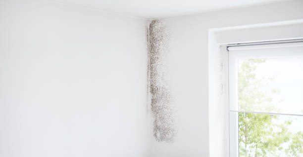 Best Basement Mold Removal  in Redwood Falls, MN