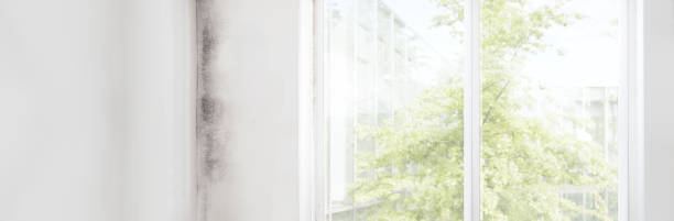 Best HVAC Mold Inspection and Cleaning  in Redwood Falls, MN