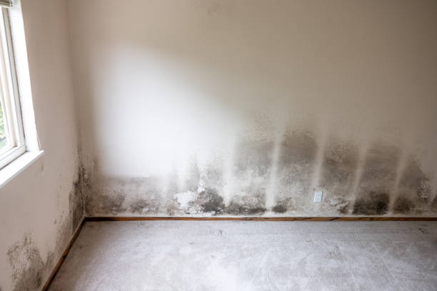 Best Mold Documentation for Insurance Claims  in Redwood Falls, MN