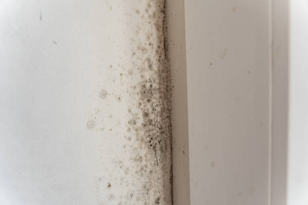 Best Mold Odor Removal Services  in Redwood Falls, MN
